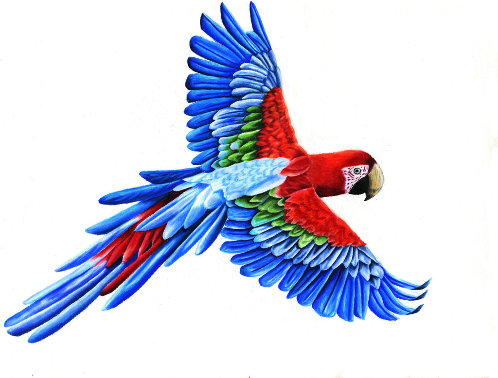 Macaw Best Art