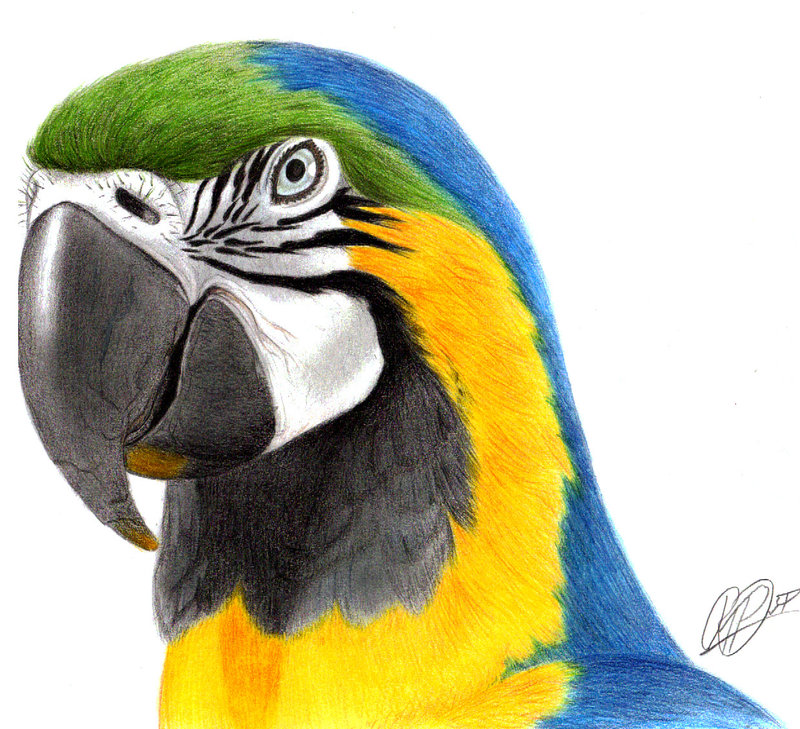 Macaw Best Drawing