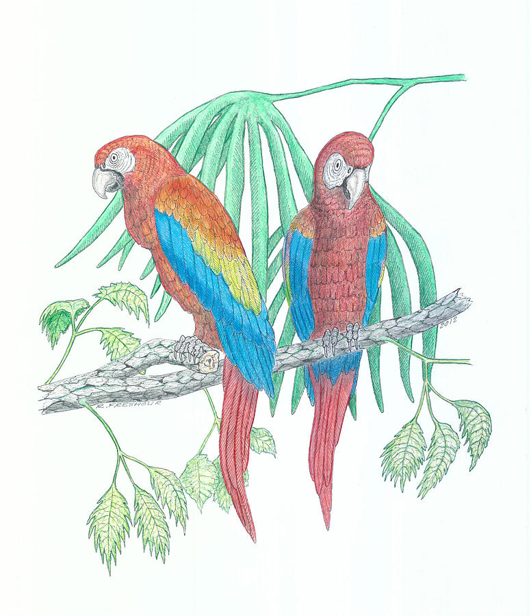 Macaw Drawing Pic