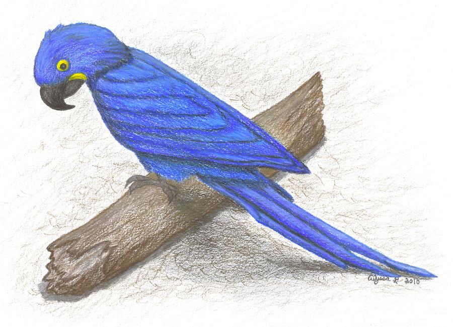 Macaw High-Quality Drawing