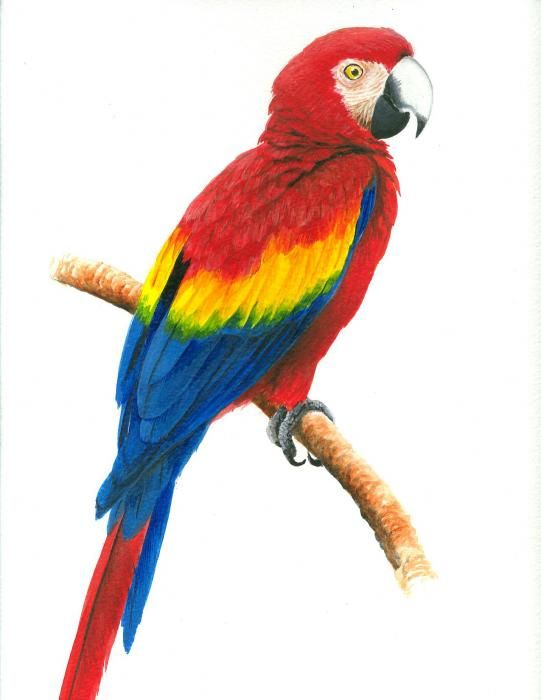 Macaw Image Drawing