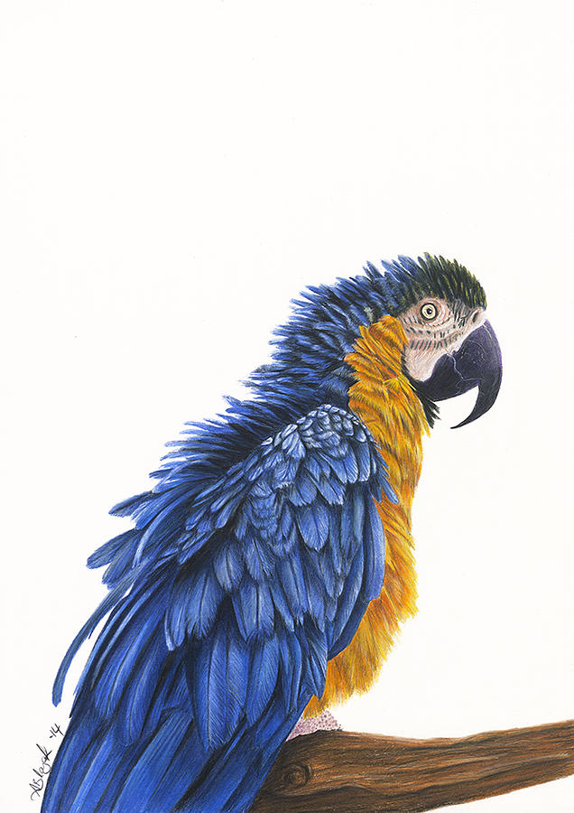 Macaw Photo Drawing