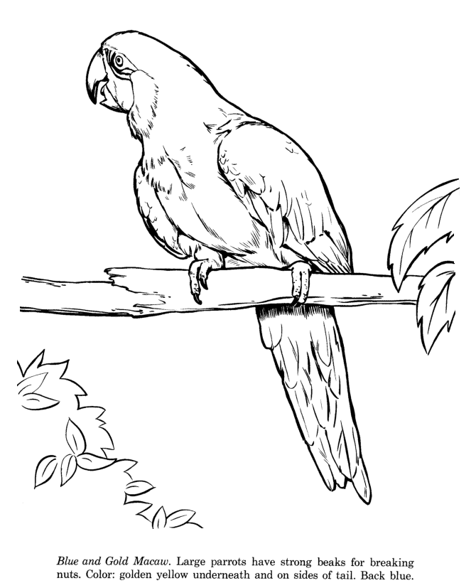 Macaw Picture Drawing