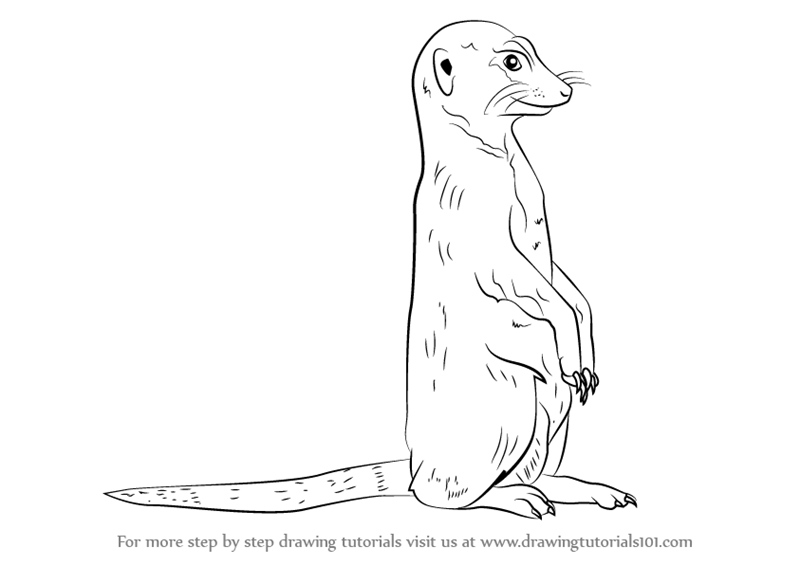 Meerkat Drawing Pic