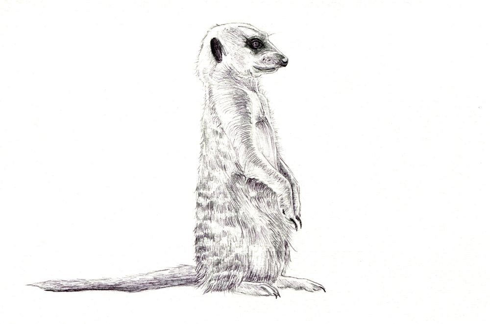 Meerkat Photo Drawing