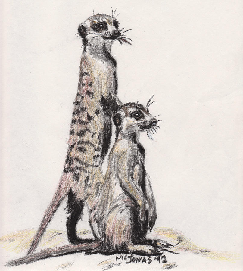 Meerkat Pic Drawing