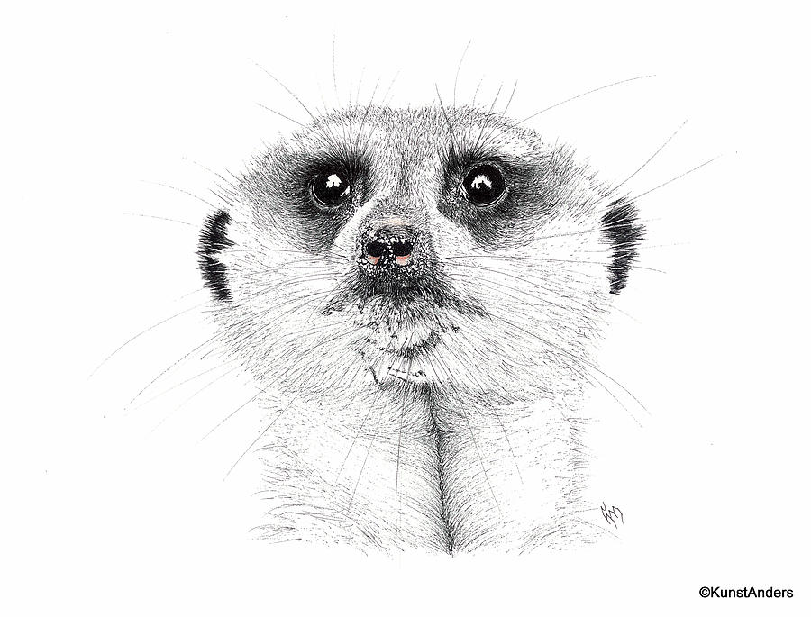 Meerkat Picture Drawing