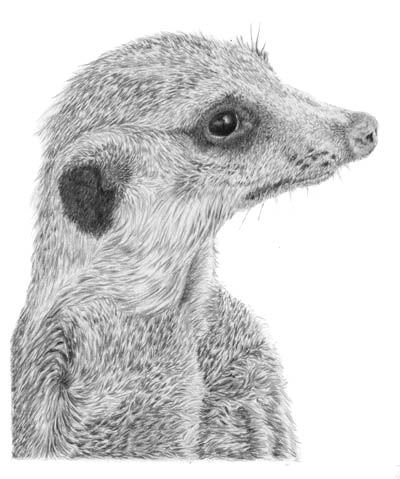 Meerkat Realistic Drawing