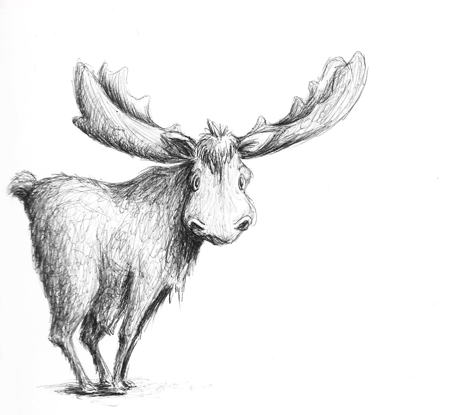 Moose Amazing Drawing