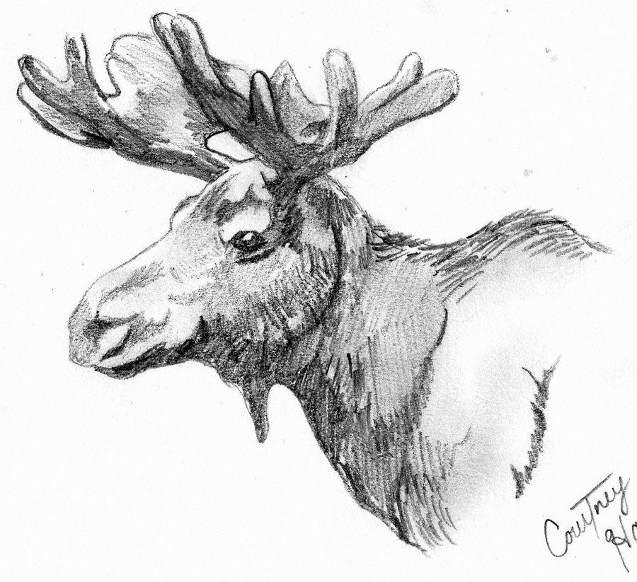 Moose Art