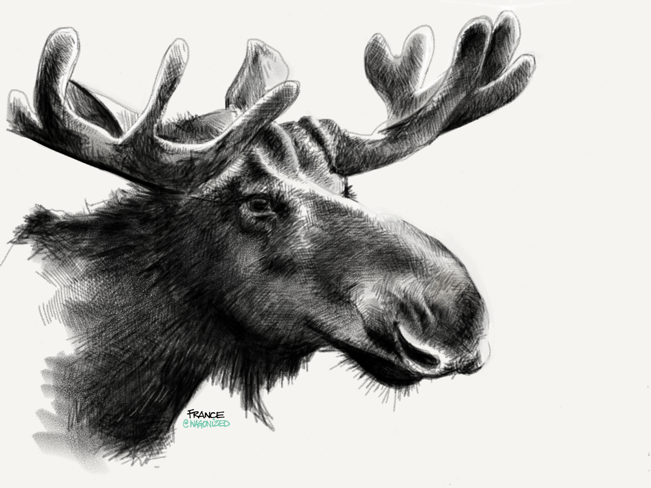 Moose Best Drawing