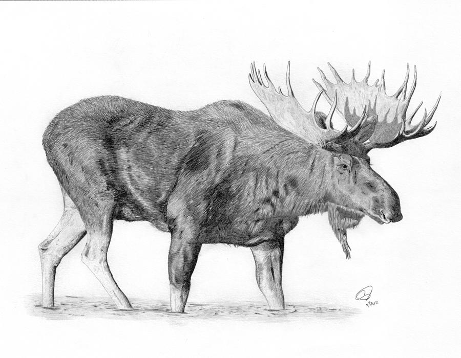 Moose Drawing Pic