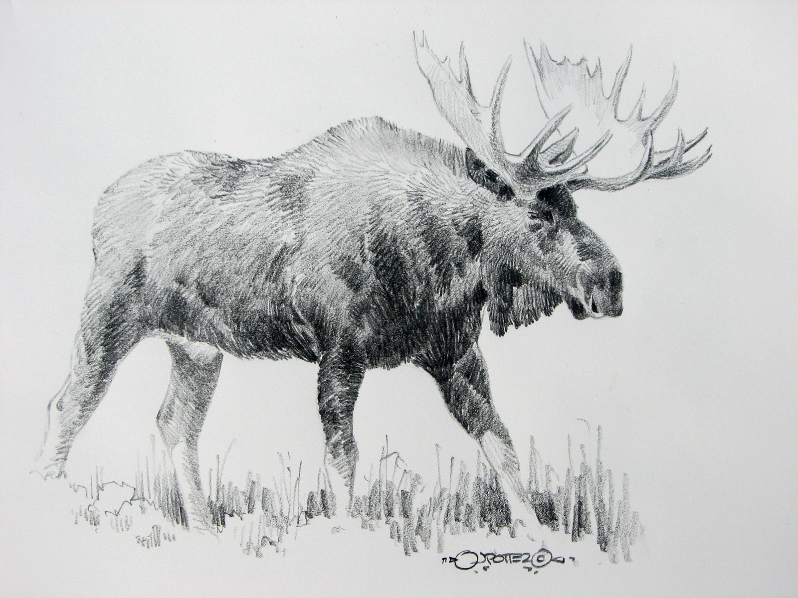 Moose High-Quality Drawing