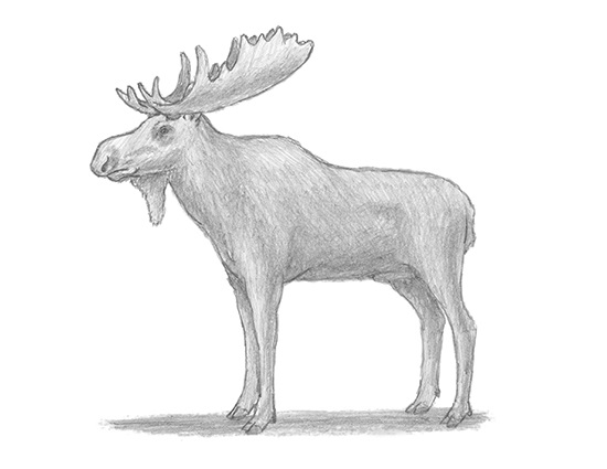Moose Image Drawing