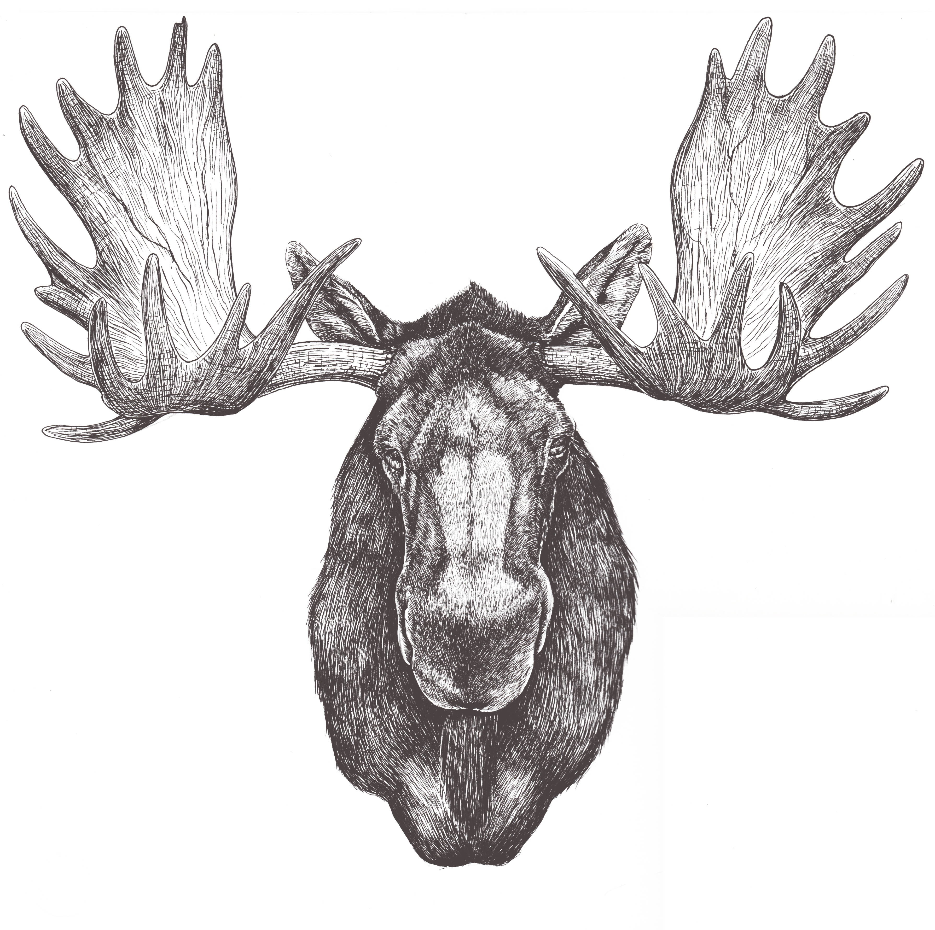Moose Photo Drawing
