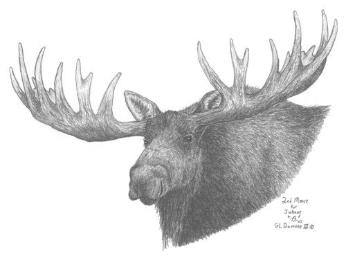 Moose Pic Drawing