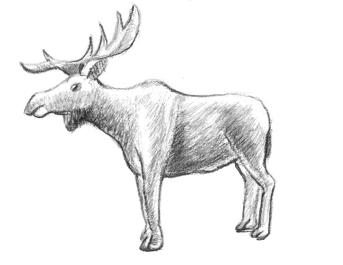 Moose Picture Drawing