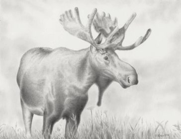 Moose Realistic Drawing Drawing Skill moose-realistic-drawing-drawing-skill