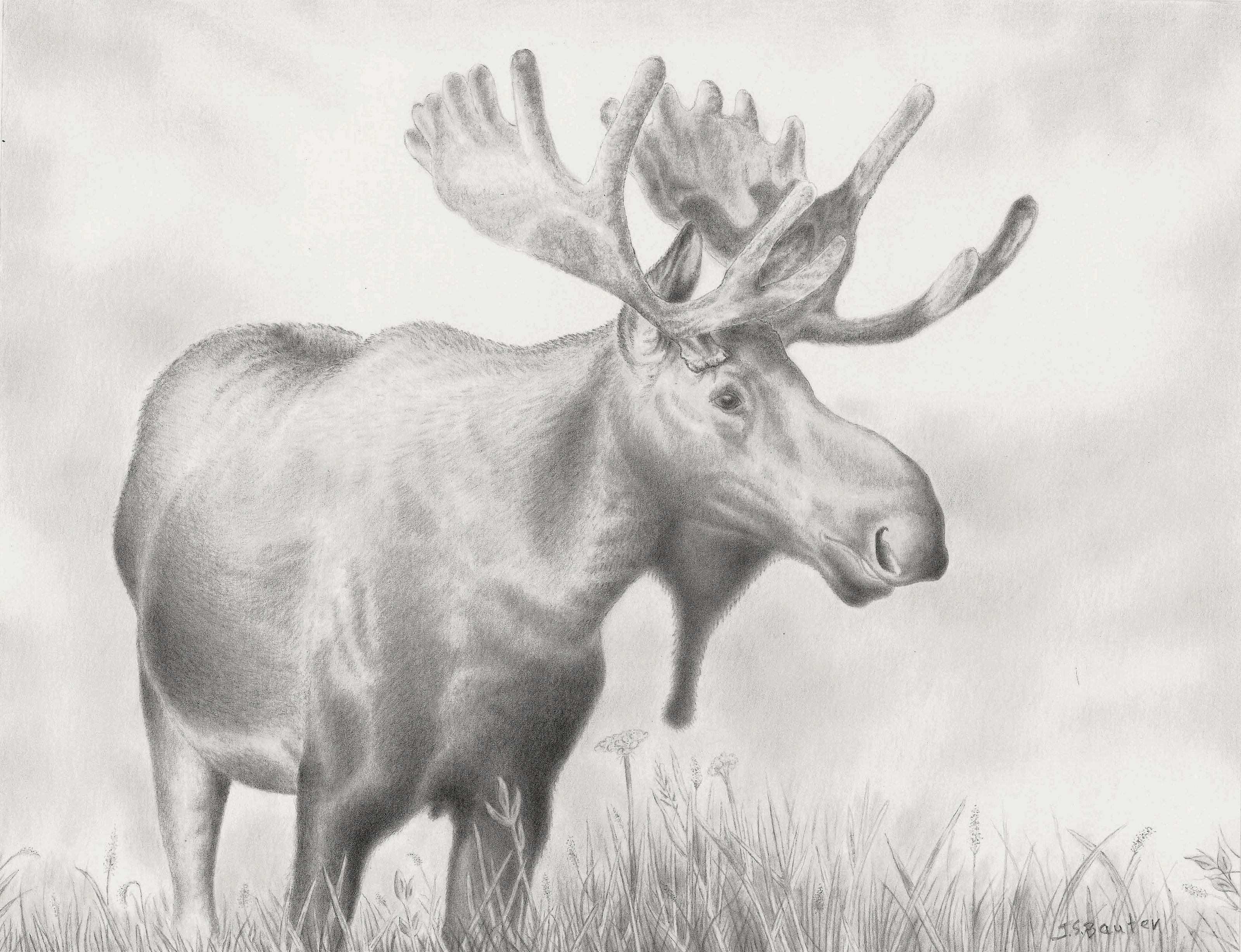Moose Realistic Drawing