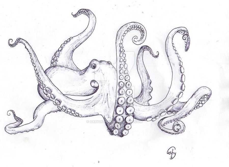 Octopus Amazing Drawing