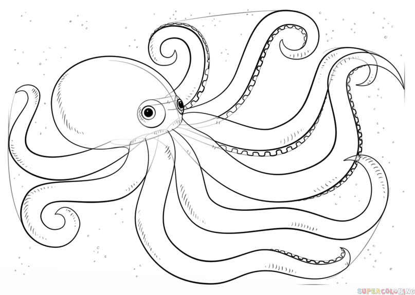 Octopus Best Drawing
