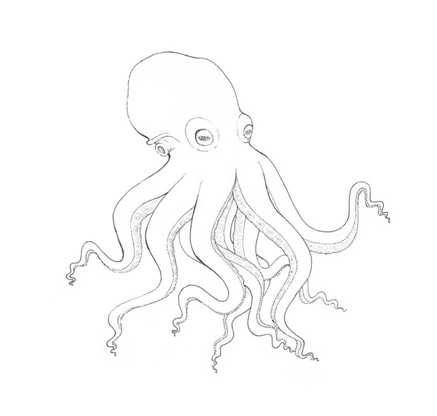 Octopus Drawing Pic