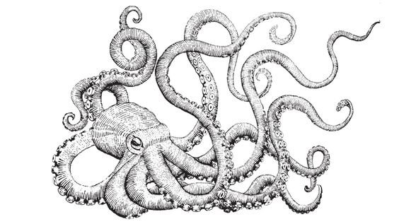 Octopus Photo Drawing