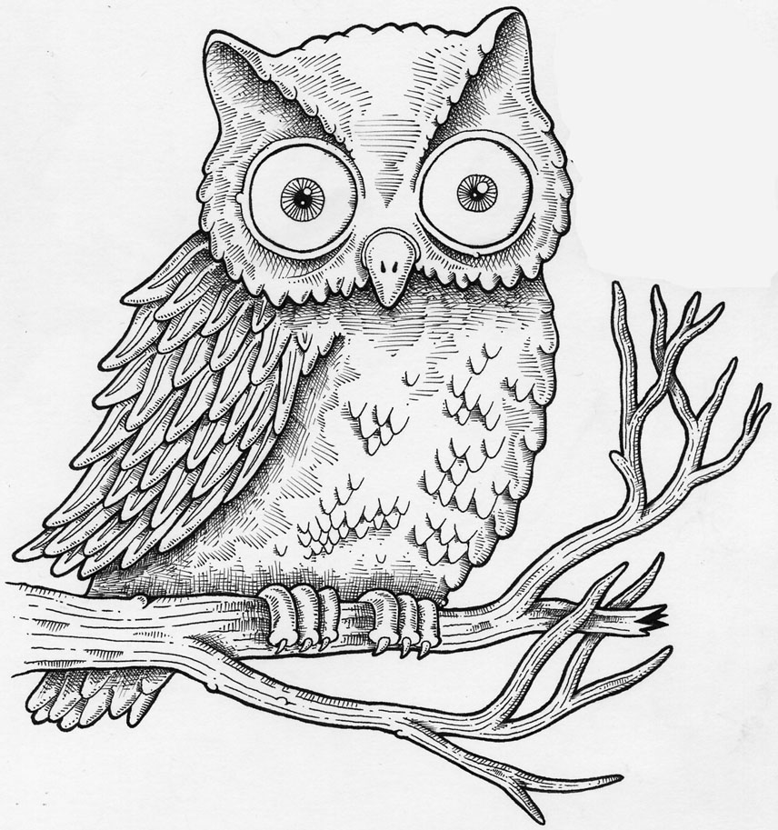 Owl Beautiful Image Drawing