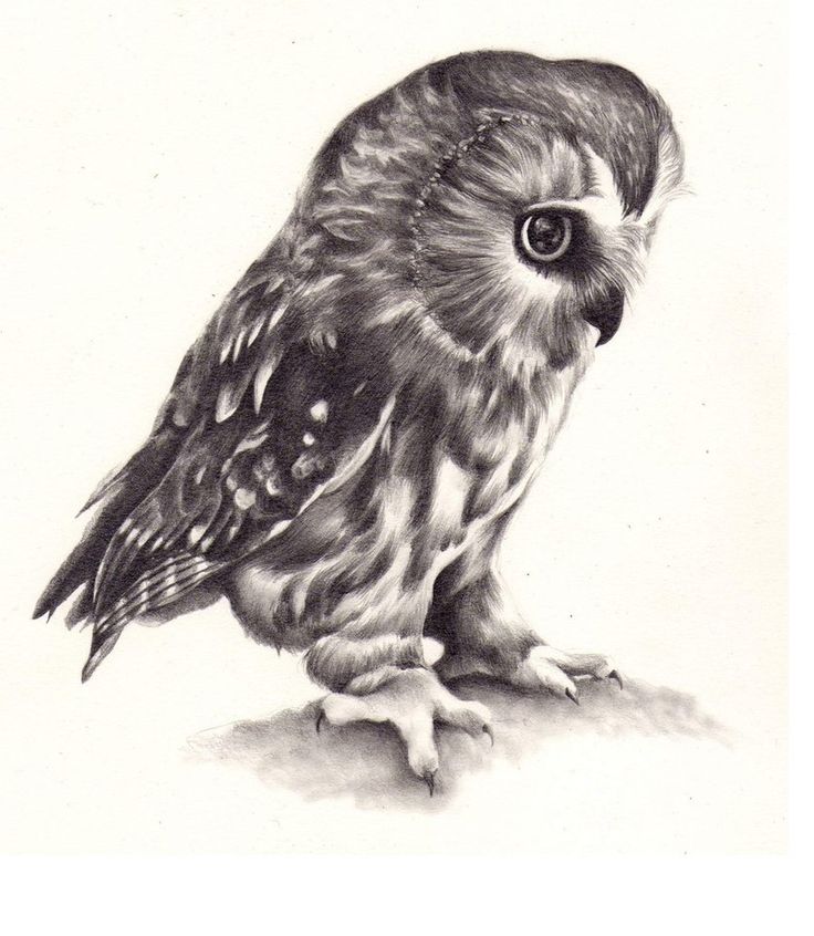Owl Drawing Creative Art