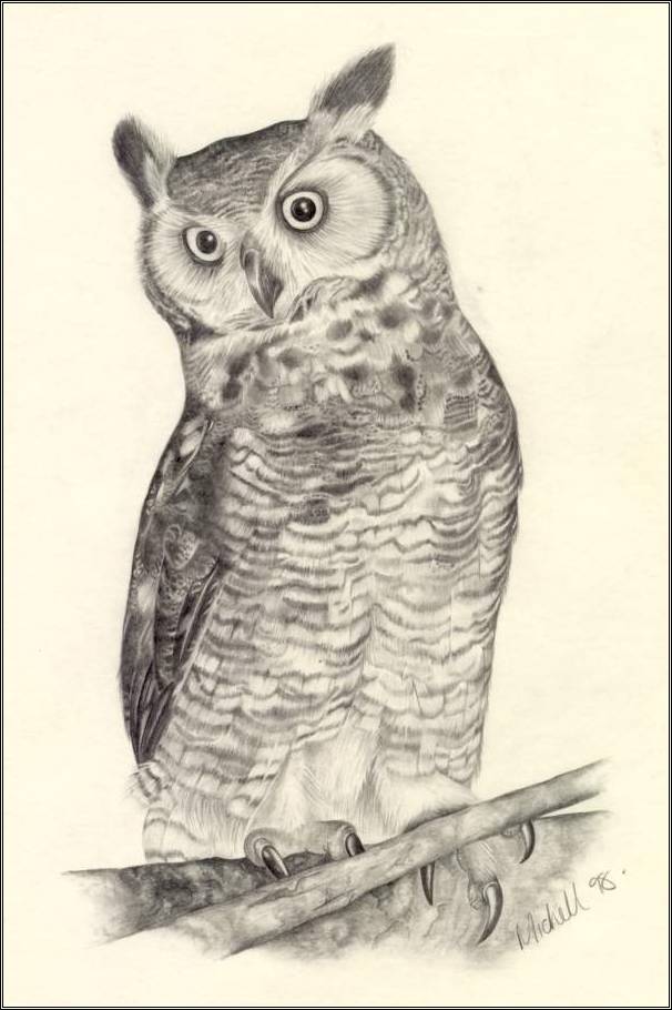 Owl Drawing Image