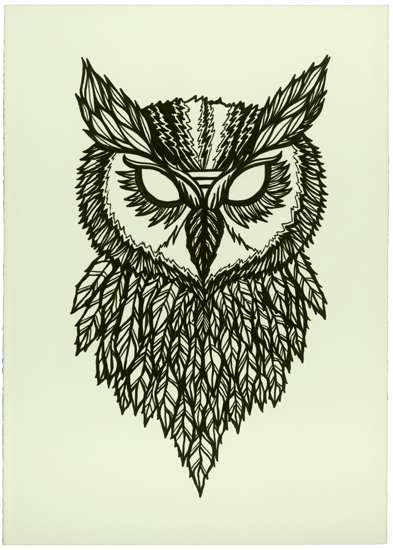 Owl Drawing Photo