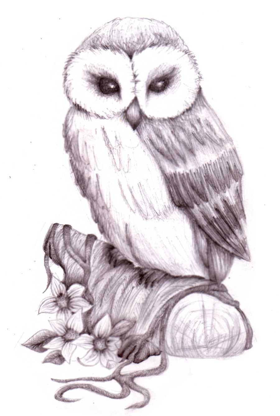 Owl Drawing Picture