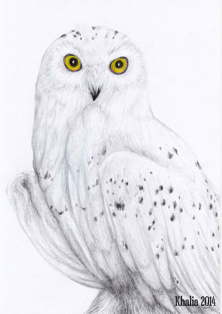 Owl Photo Drawing