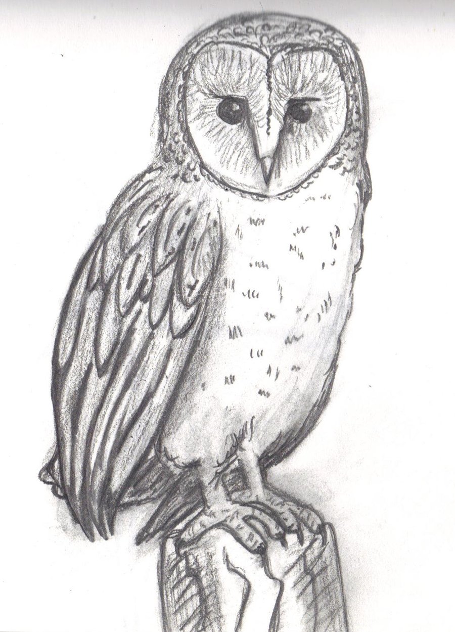 Owl Pic Drawing