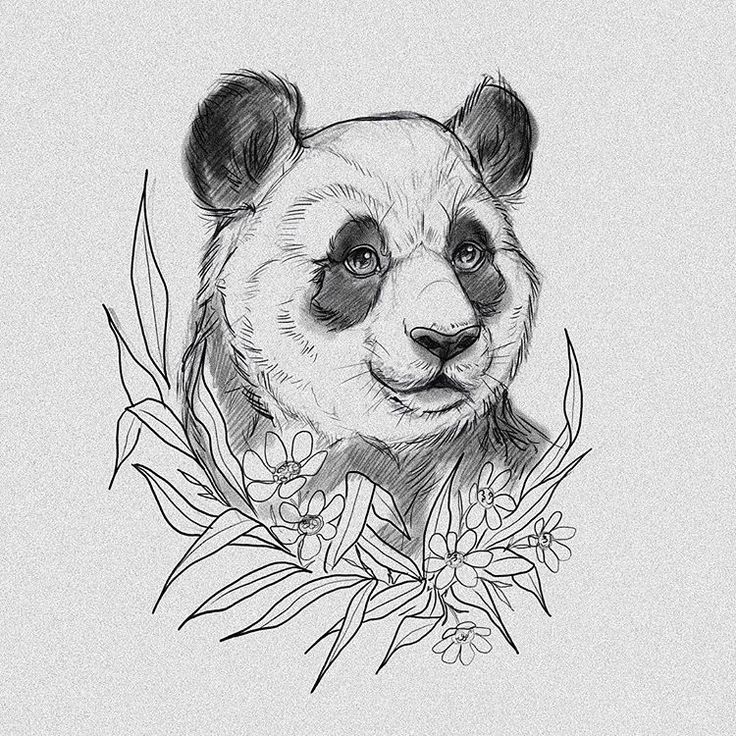 Panda Drawing Pic