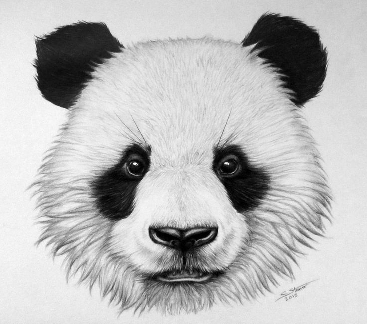 Panda Face Drawing Pic
