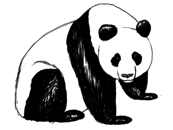 Panda Face Photo Drawing