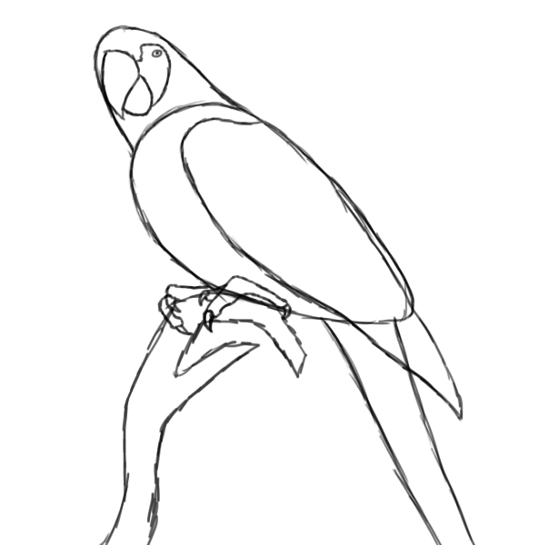 Parrot Drawing Pic