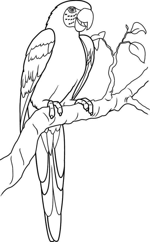 Parrot Image Drawing