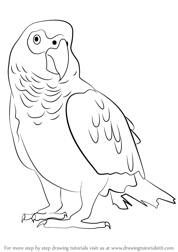 Parrot Photo Drawing