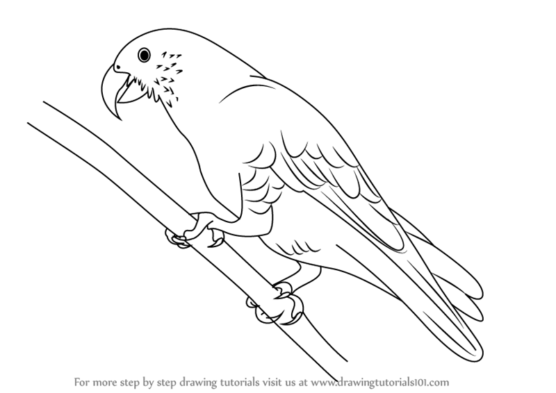 Parrot Picture Drawing