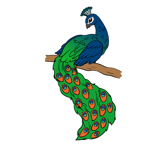 Peacock Drawing Tutorial - How to draw Peacock step by step