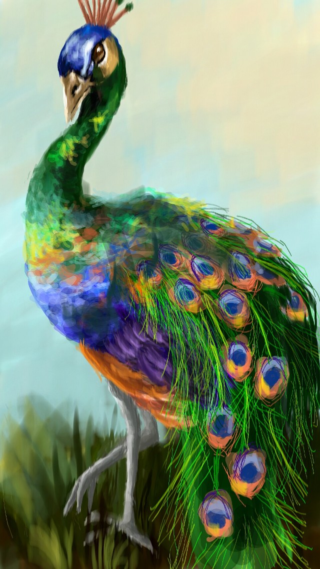 Peacock Drawing Pic