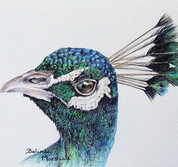 Peacock High-Quality Drawing