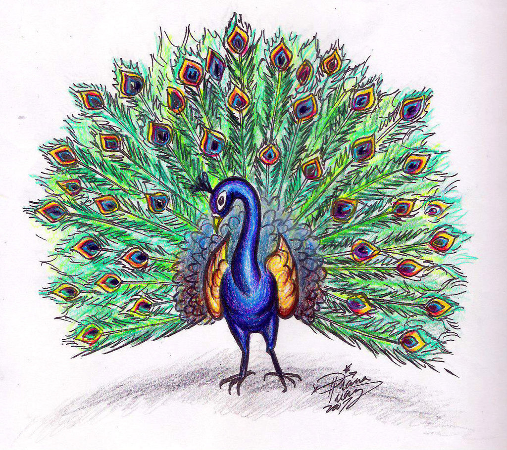Peacock Photo Drawing