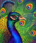 Peacock Picture Drawing Drawing Skill peacock-picture-drawing-drawing-skill
