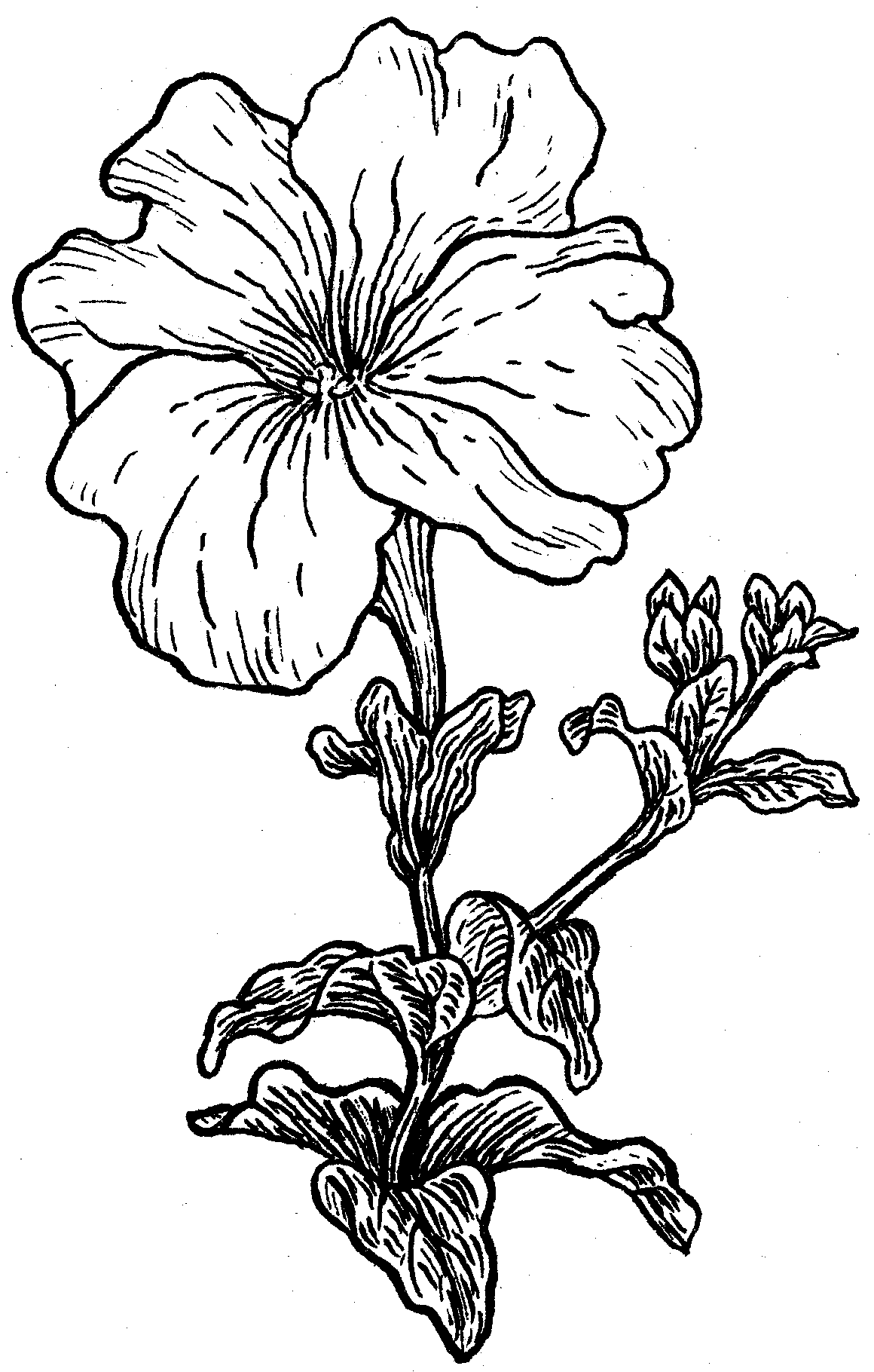 Petunia Drawing Pic