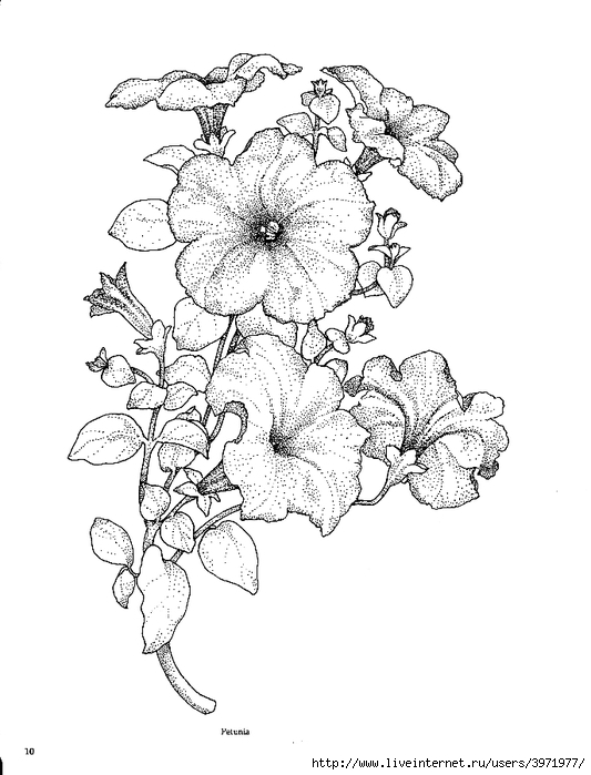 Petunia Drawing