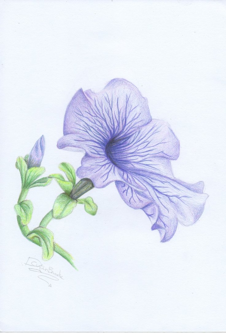 Petunia Picture Drawing