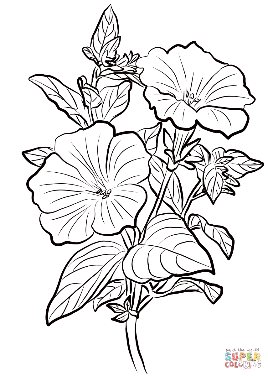 Petunia Sketch